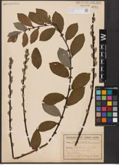 Foto von Salix aurita L.